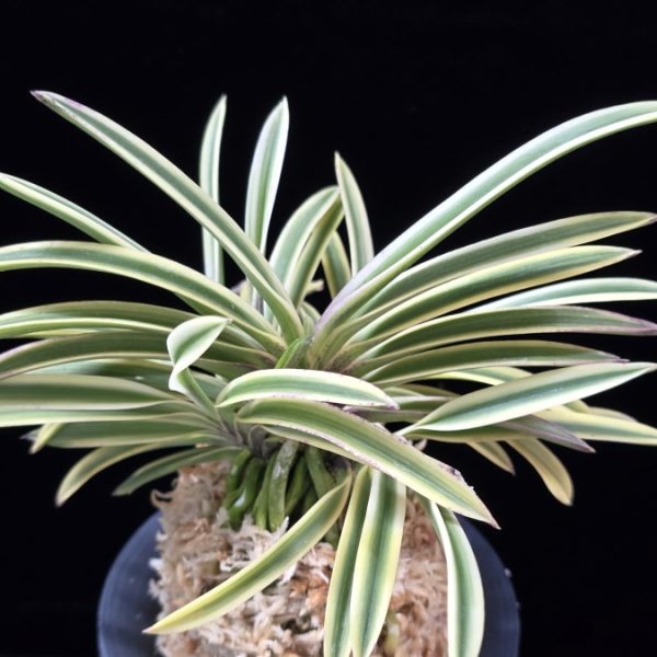 소백 素白 Sobaek