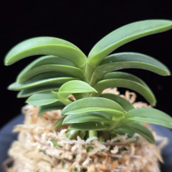 자홍 紫紅 Jahong