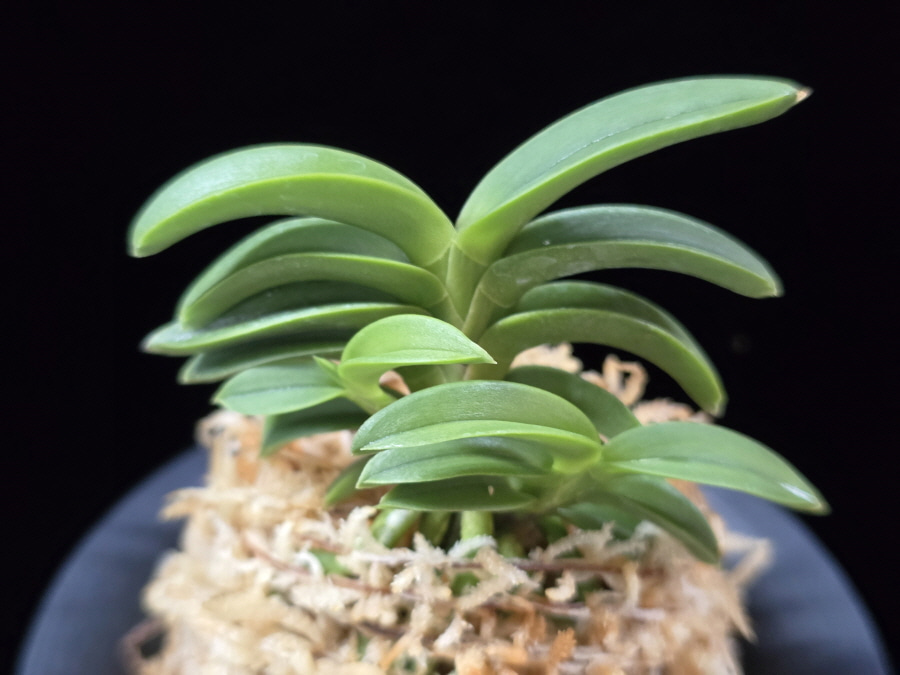 자홍 紫紅 Jahong 자홍 紫紅 Jahong