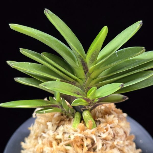 척령 鶺鴒 Sekirei