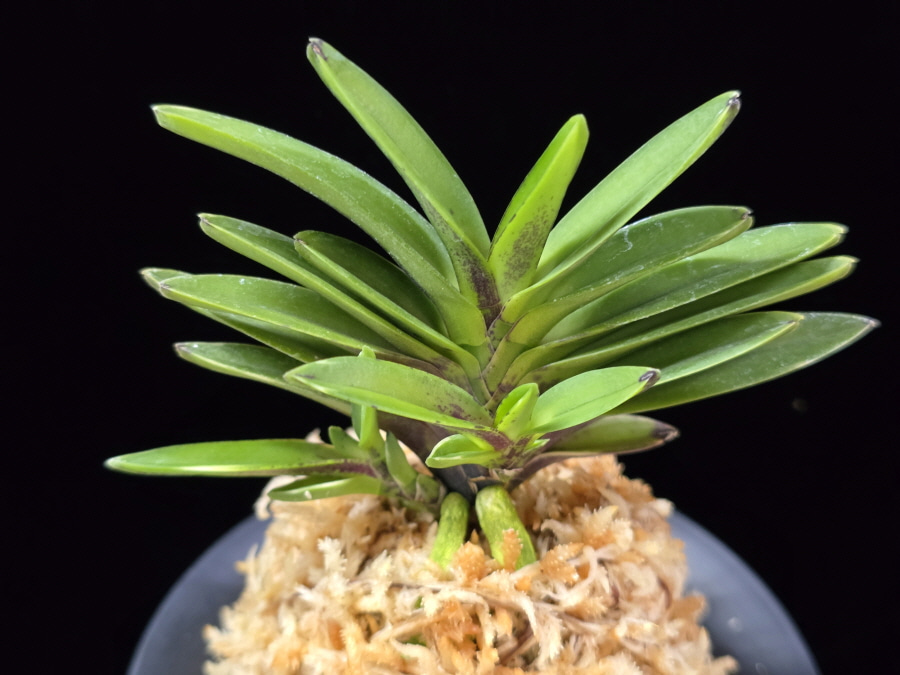 척령 鶺鴒 Sekirei 척령 鶺鴒 Sekirei