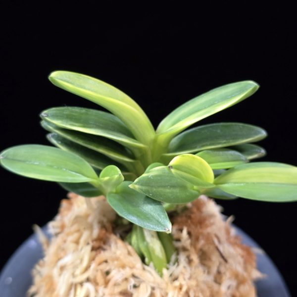 화천금 華泉錦 Kasen Nishiki