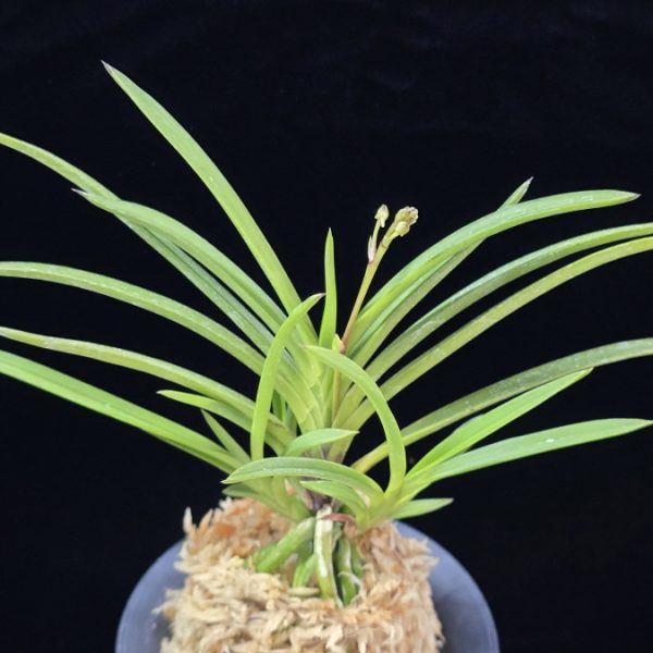 화선 花仙 Hwaseon (3spur)