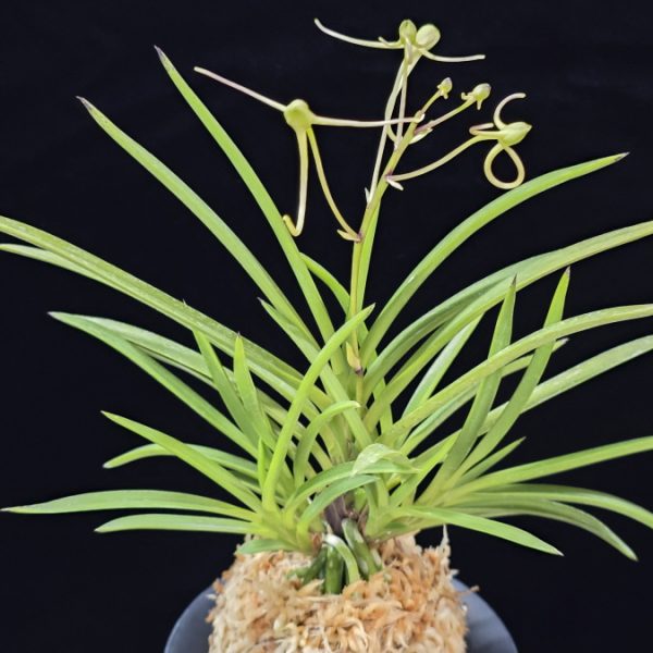 화선 花仙 Hwaseon (3spur)