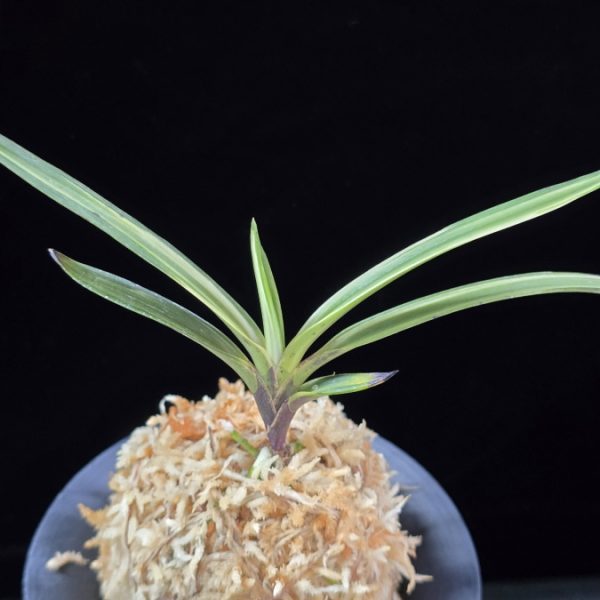 고도지설 古都之雪 Koto no yuki