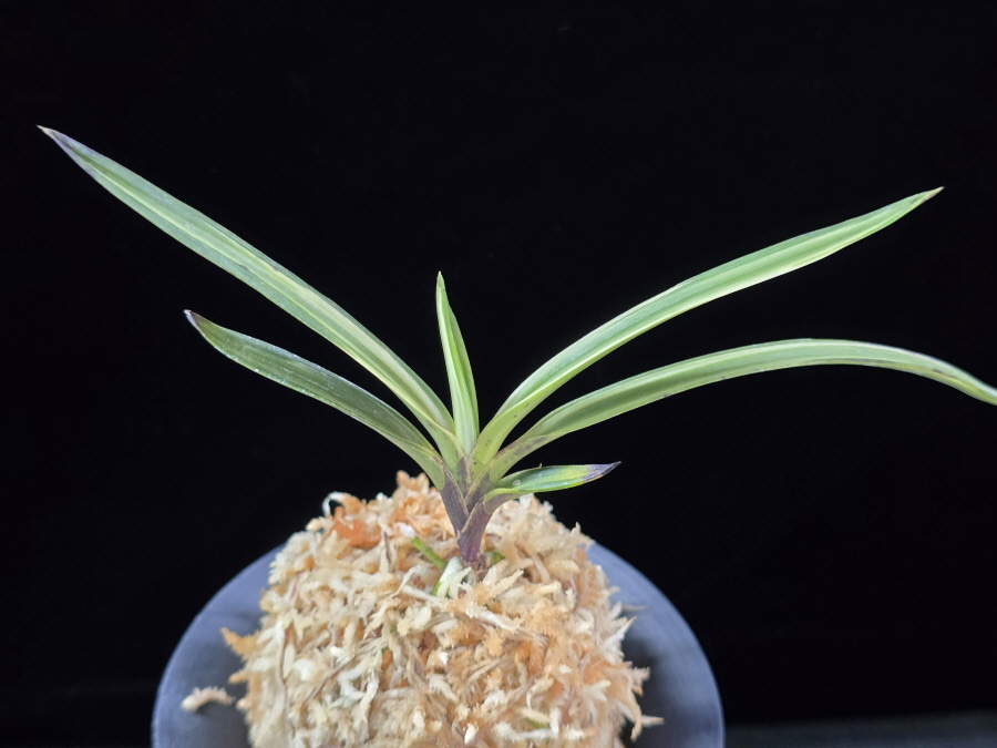 고도지설 古都之雪 Koto no yuki 고도지설 古都之雪 Koto no yuki