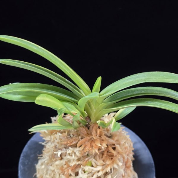 양귀희 楊貴姫 Yokihime