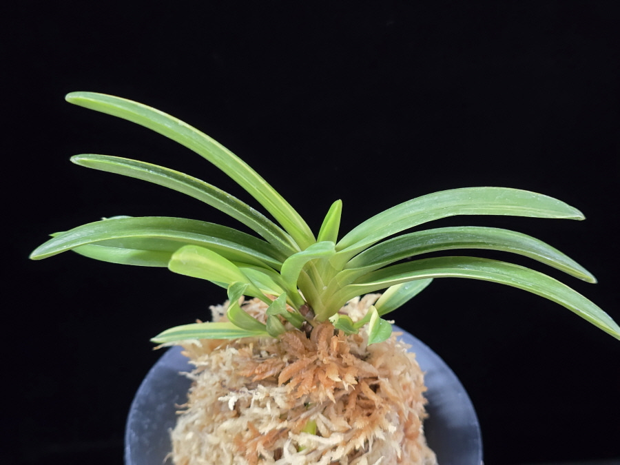 양귀희 楊貴姫 Yokihime 양귀희 楊貴姫 Yokihime