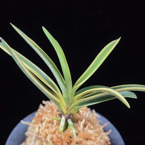 건국복륜 建国覆輪 Kenkoku fukurin