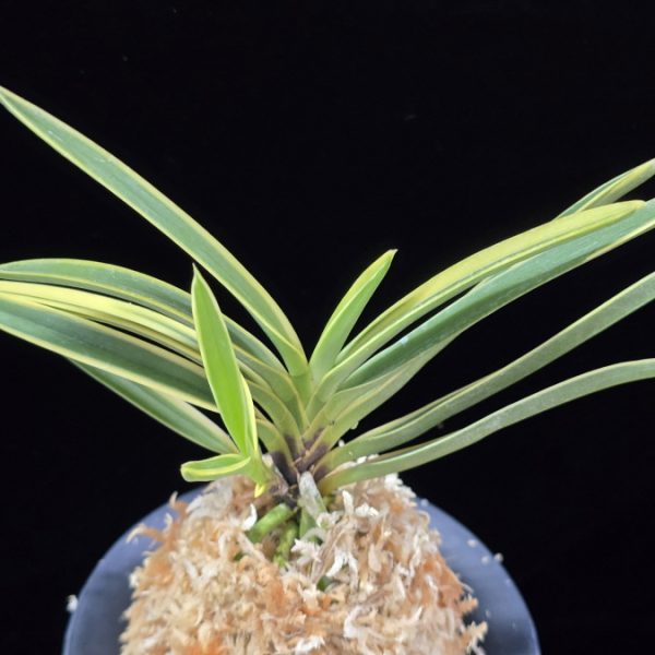 건국복륜 建国覆輪 Kenkoku fukurin