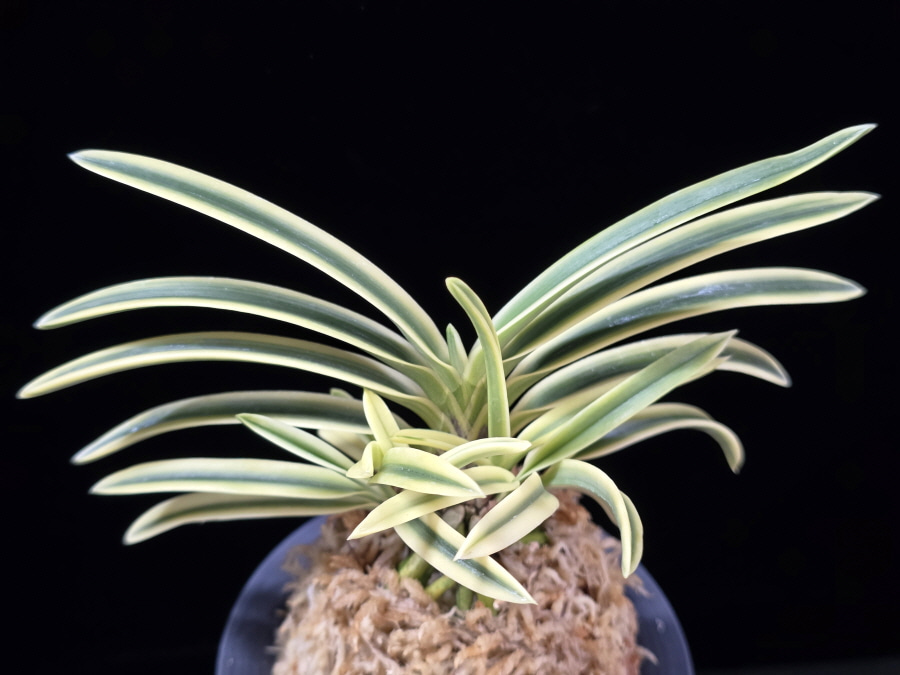 부귀전 富貴殿 Fukiden 부귀전 富貴殿 Fukiden