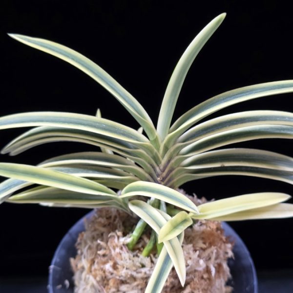 부귀전 富貴殿 Fukiden