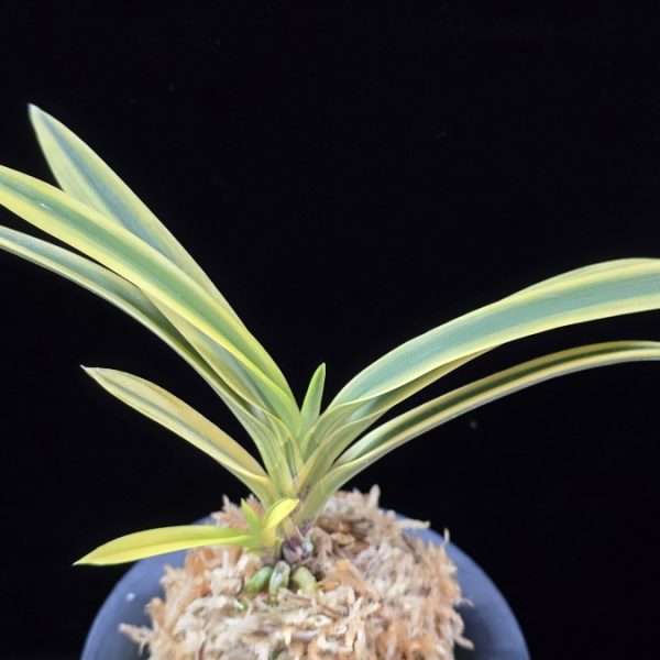 취보 翠宝 Suihou