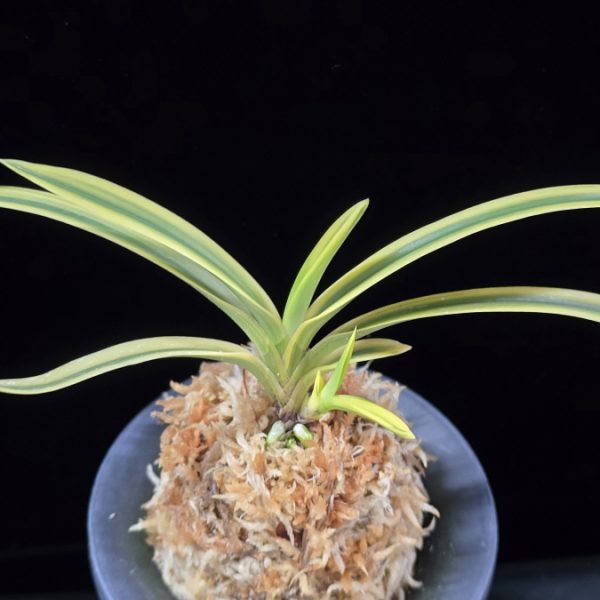 취보 翠宝 Suihou