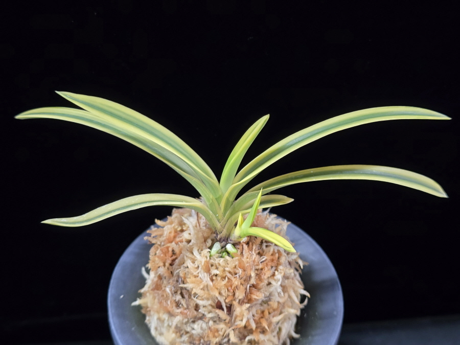 취보 翠宝 Suihou 취보 翠宝 Suihou