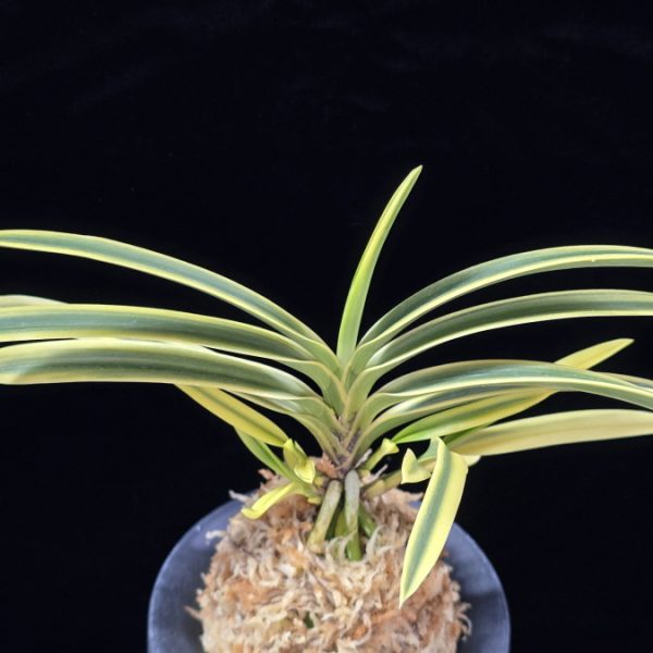 취보 翠宝 Suihou