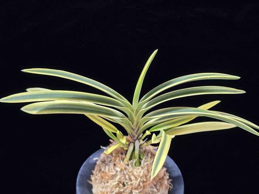 취보 翠宝 Suihou 취보 翠宝 Suihou