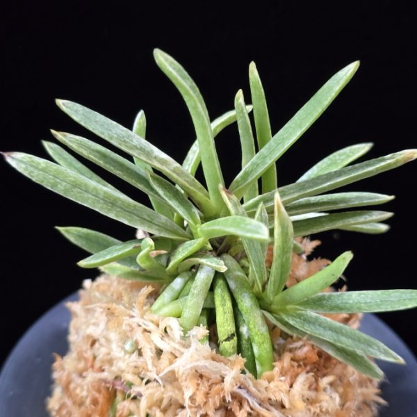 은사시 銀沙施 Eunsasi