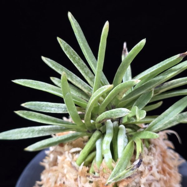 은사시 銀沙施 Eunsasi