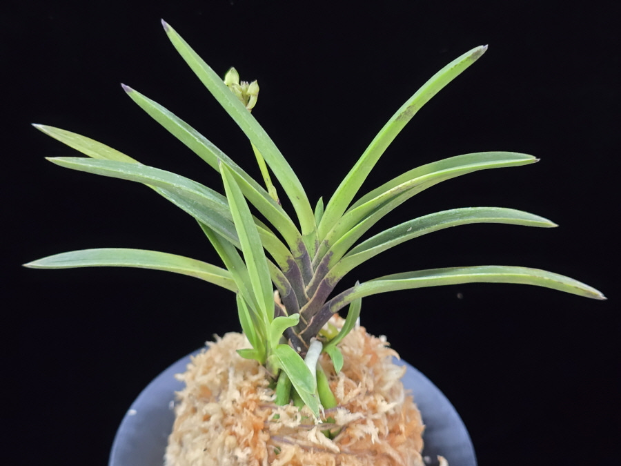 옥향로 玉香爐 Okhyangro(Tamakoro) (3spur) 옥향로 玉香爐 Okhyangro(Tamakoro) (3spur)