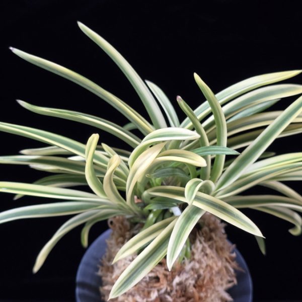 유리 琉璃 Yuri (Amami Kanpaku)