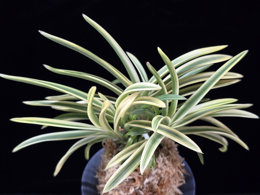 유리 琉璃 Yuri (Amami Kanpaku) 유리 琉璃 Yuri (Amami Kanpaku)