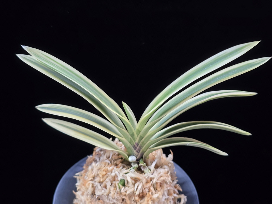 유리 琉璃 Yuri (Amami Kanpaku) 유리 琉璃 Yuri (Amami Kanpaku)