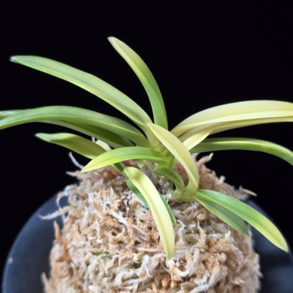 당금 唐錦 Karanishiki