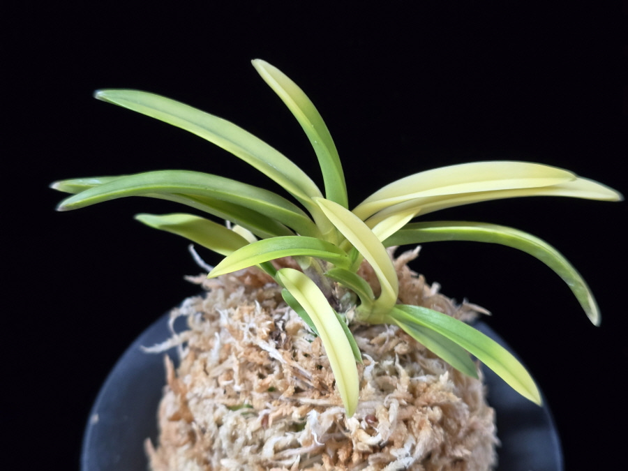 당금 唐錦 Karanishiki 당금 唐錦 Karanishiki