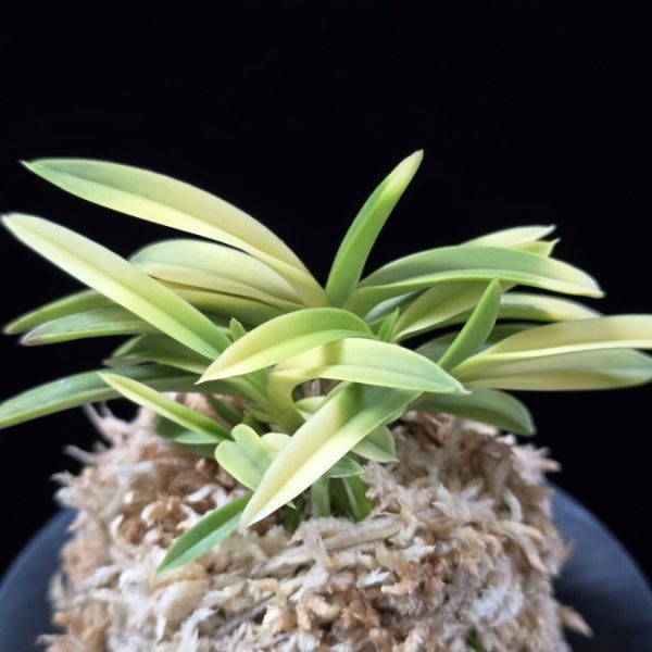 당금 唐錦 Karanishiki