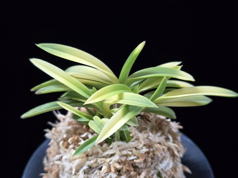 당금 唐錦 Karanishiki 당금 唐錦 Karanishiki