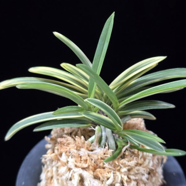 도조 都鳥 Miyakodori