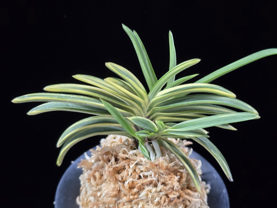 도조 都鳥 Miyakodori 도조 都鳥 Miyakodori