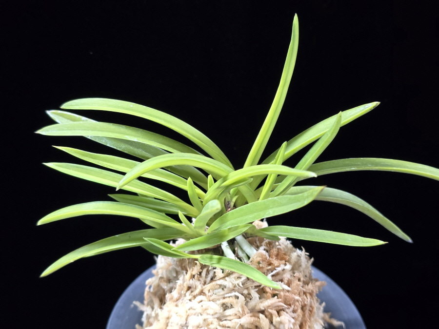 금화산 金華山 Kinkazan 금화산 金華山 Kinkazan