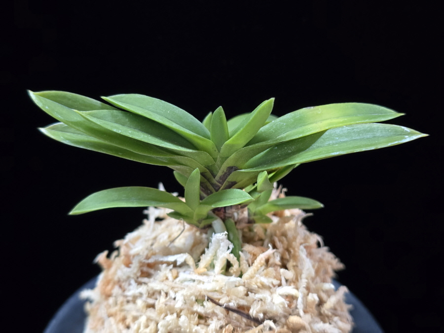 부용 芙蓉 Buyong 부용 芙蓉 Buyong