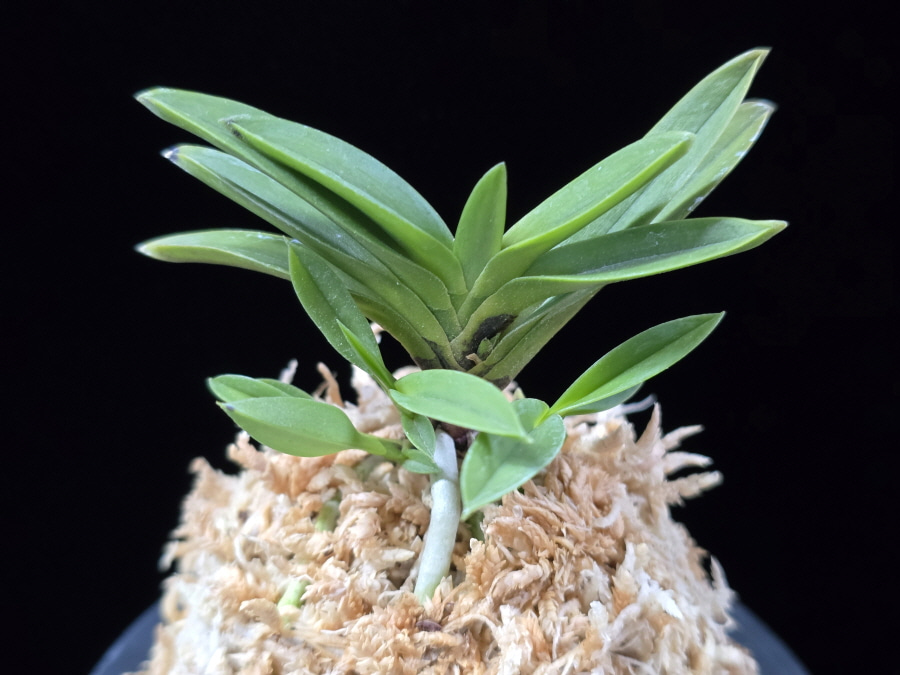 부용 芙蓉 Buyong 부용 芙蓉 Buyong