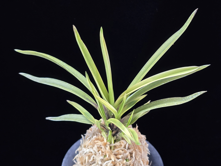 고궁 故宮 Gogung(Kokyu) (Ruby root) 고궁 故宮 Gogung(Kokyu) (Ruby root)