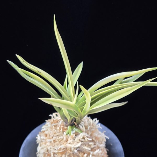 고궁 故宮 Gogung(Kokyu) (Ruby root)