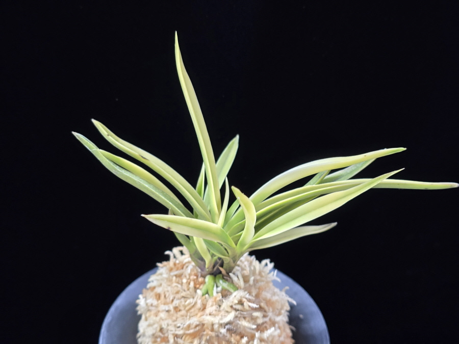 고궁 故宮 Gogung(Kokyu) (Ruby root) 고궁 故宮 Gogung(Kokyu) (Ruby root)