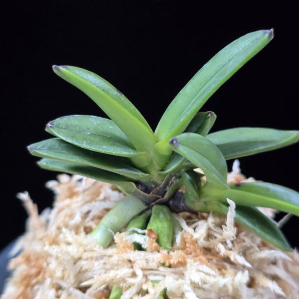 홍광 紅光 Honggwang