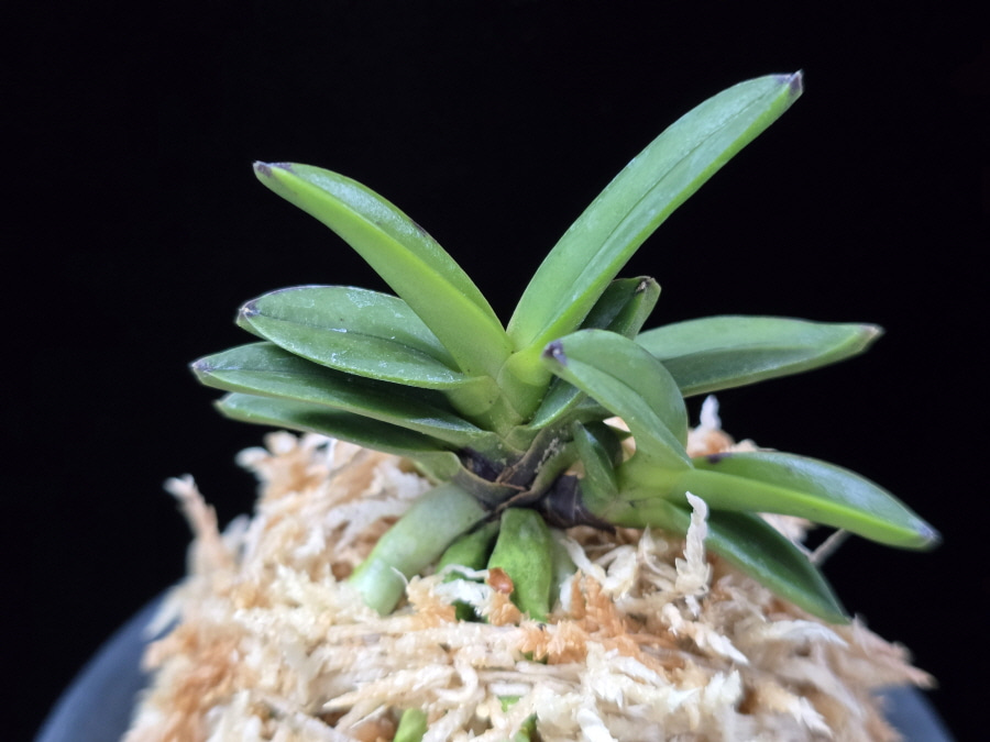 홍광 紅光 Honggwang 홍광 紅光 Honggwang