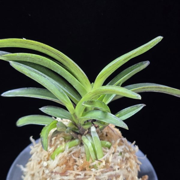 엄미묵 奄美墨 Amami Sumi