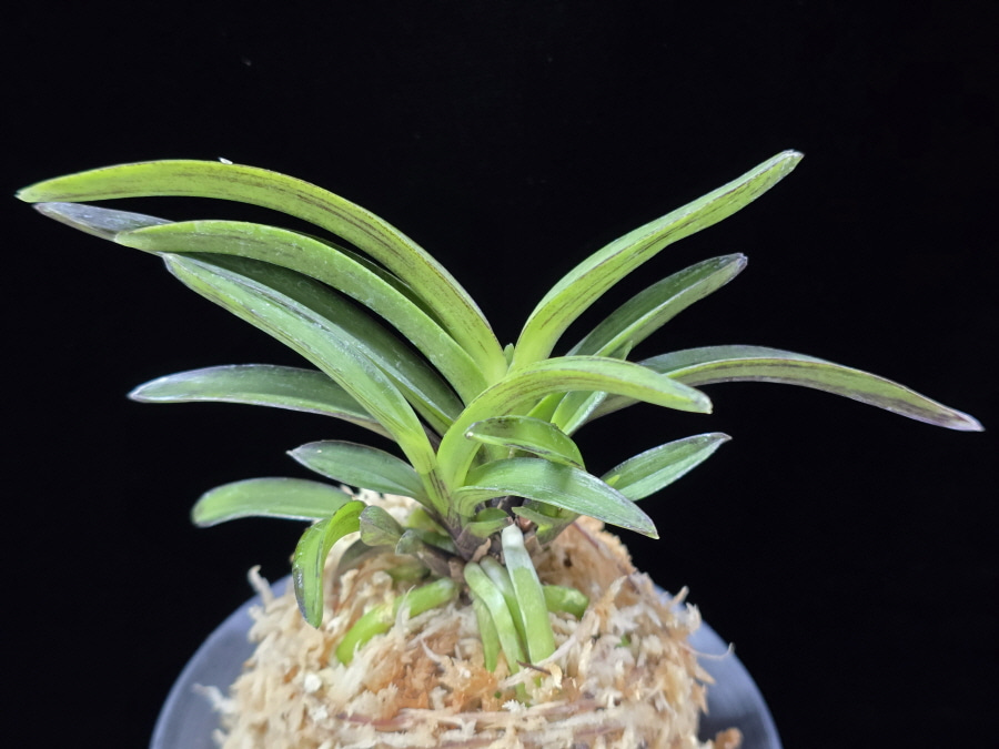 엄미묵 奄美墨 Amami Sumi 엄미묵 奄美墨 Amami Sumi