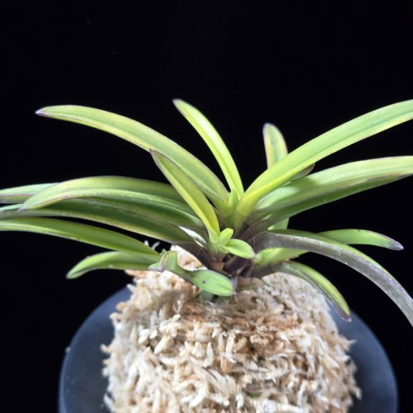 금루각복륜 金鏤閣覆輪 Kinroukaku Fukurin