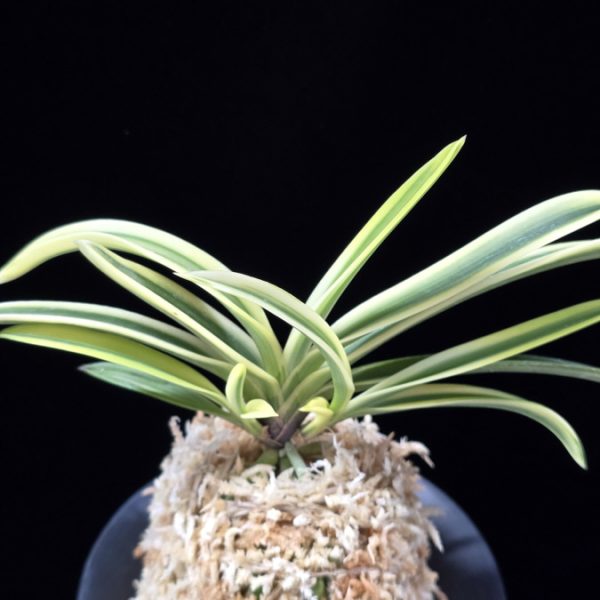 청호관 淸湖冠 Cheonghogwan