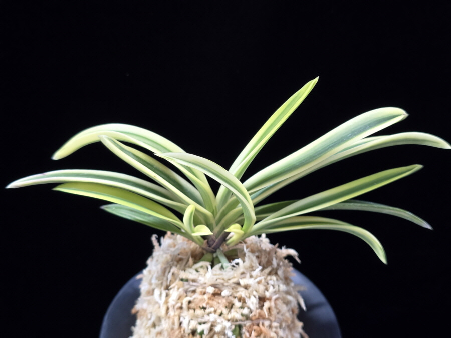 청호관 淸湖冠 Cheonghogwan 청호관 淸湖冠 Cheonghogwan