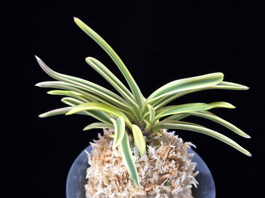 청호관 淸湖冠 Cheonghogwan 청호관 淸湖冠 Cheonghogwan