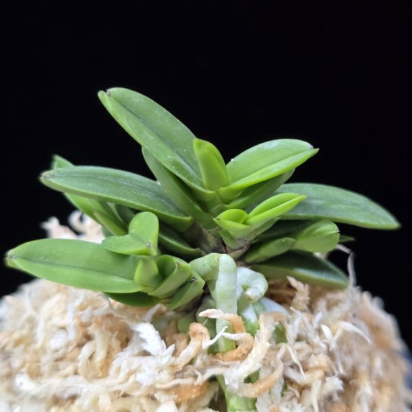 흑진주 黒真珠 Kuroshinju