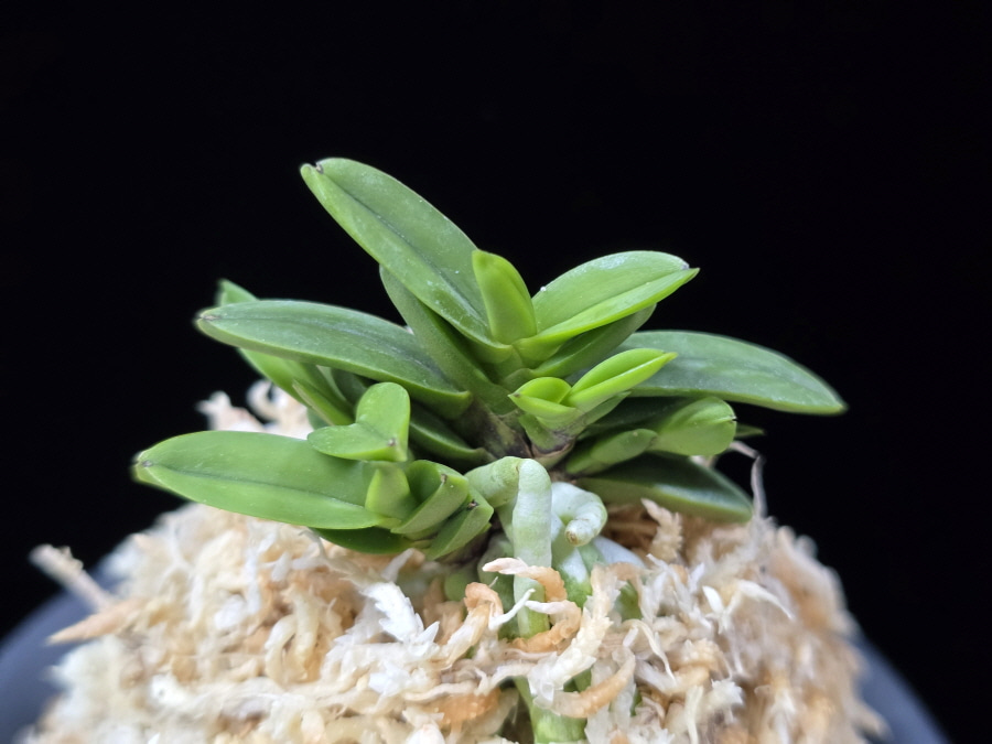 흑진주 黒真珠 Kuroshinju 흑진주 黒真珠 Kuroshinju