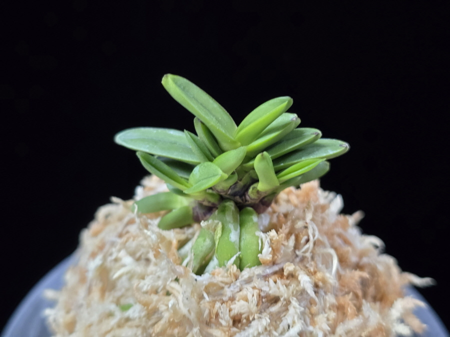 흑진주 黒真珠 Kuroshinju 흑진주 黒真珠 Kuroshinju